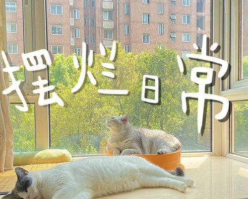 猫咪偏爱素食猫砂怎么调整？