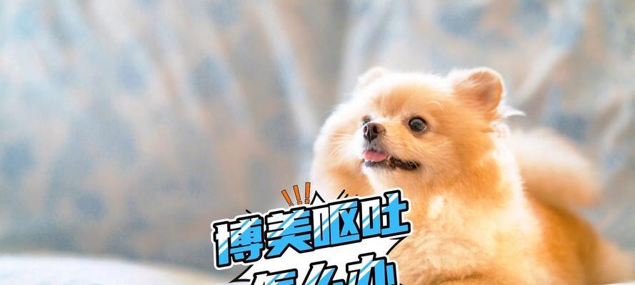 博美犬吐白沫拉稀是正常现象吗？怎么处理？