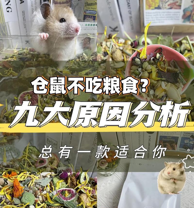 仓鼠持续吃纸怎么办？可能的原因和解决办法有哪些？