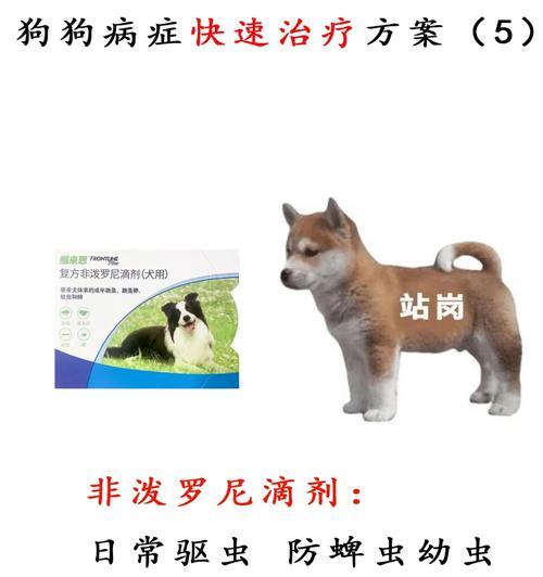 博美犬吐白沫拉稀怎么办？怎么快速止吐止泻？