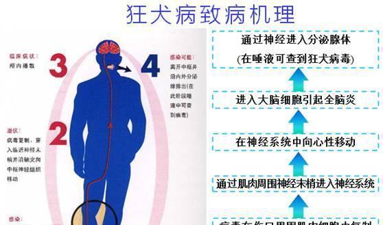 宠物狗脑炎紧急情况如何急救？有效的急救措施有哪些？