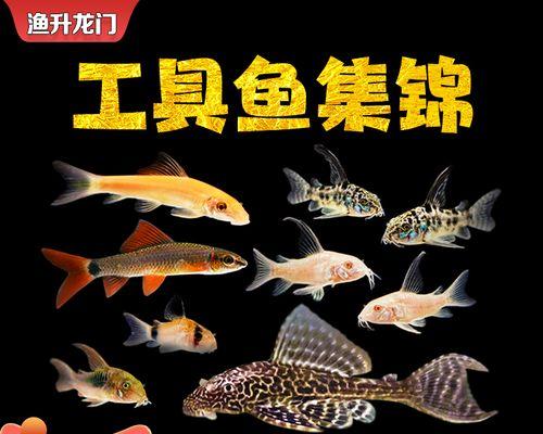 鱼缸换水后鱼和清道夫出现问题怎么办？有哪些有效的解决方法？