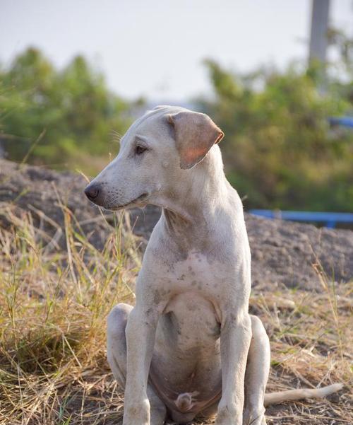 拉布拉多幼犬乱咬东西如何纠正？有哪些有效的方法？