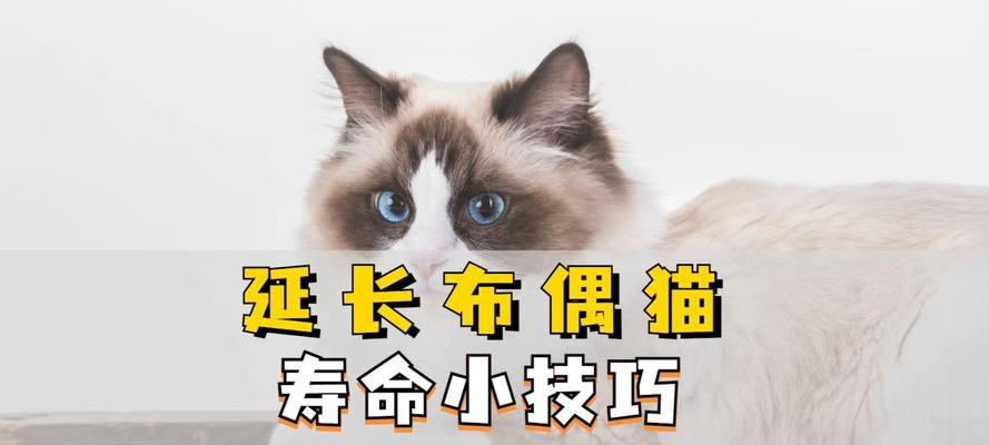 布偶猫心肌肥厚怎么处理？有哪些治疗方法？