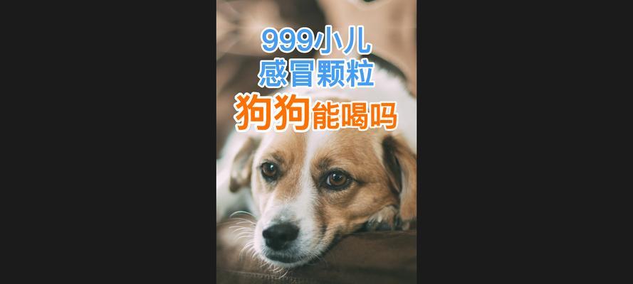 宠物狗感冒会传染给人吗？如何有效预防和处理宠物狗感冒？