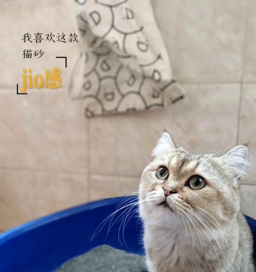 猫咪偏爱素食猫砂怎么调整？调整方法有哪些？