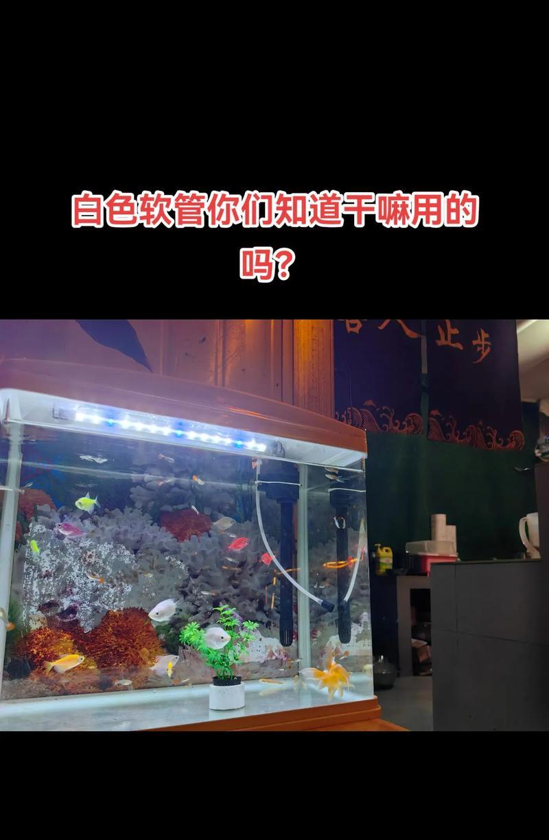 鱼缸水浑浊时放药对鱼的影响？正确处理浑浊水的方法是什么？