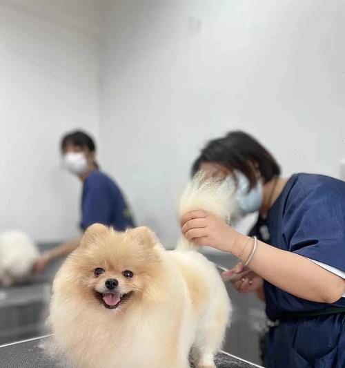 博美犬干便吐白沫如何处理？可能的原因及解决方法是什么？