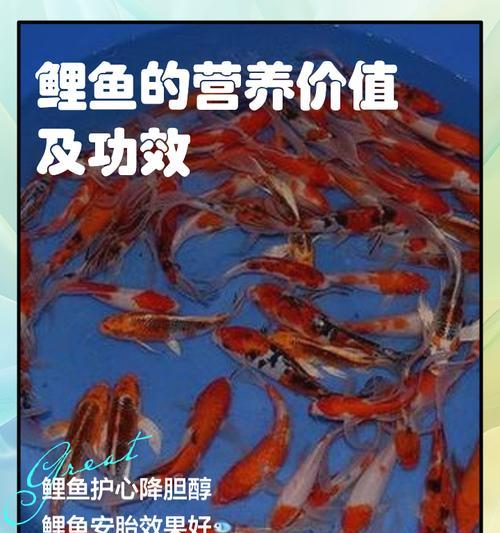 锦鲤撒药后多久可以喂食？喂食时应注意什么？