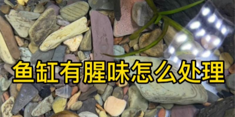 鱼缸水出现腥味怎么办？哪种药物可以有效改善？