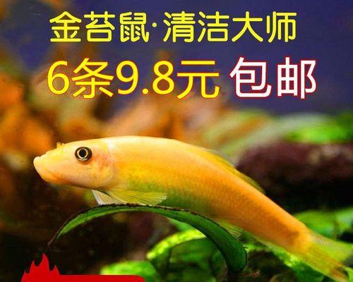 热带鱼误食清道夫怎么办？有效处理方法有哪些？