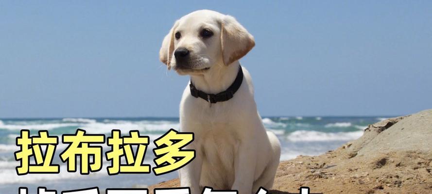 拉布拉多幼犬乱咬怎么办？有效纠正方法有哪些？