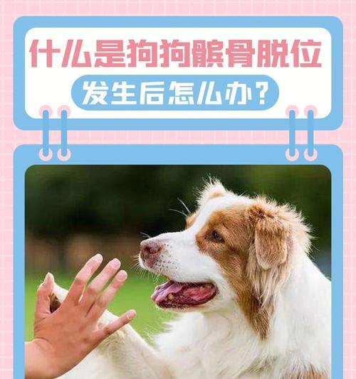 狗狗髌骨内翻怎么办？如何进行有效的治疗和护理？