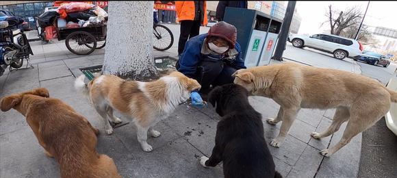 狗捡垃圾吃怎么回事？如何防止宠物误食垃圾？