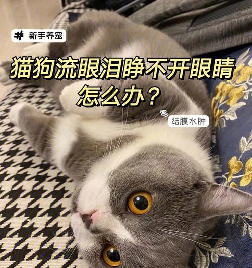 狗流眼泪是什么原因？如何判断和处理？