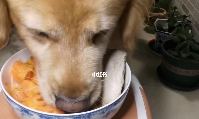 狗狗消瘦食欲不振怎么办？有效解决方法有哪些？