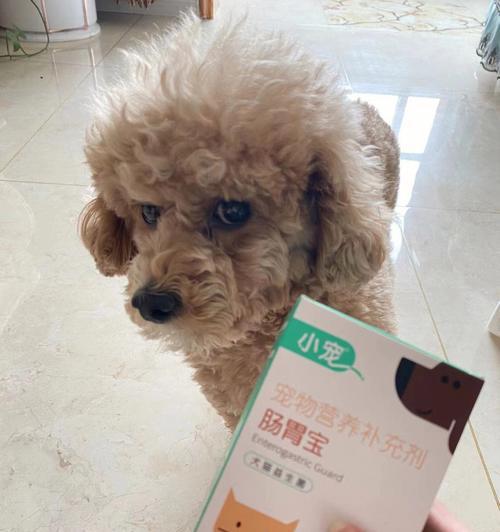 环孕狗狗能吃益生菌吗？益生菌对孕期狗狗有哪些好处？