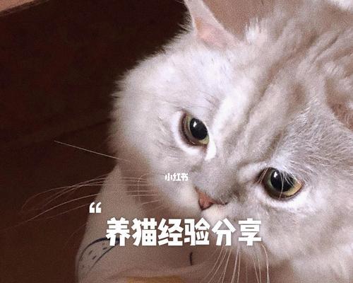 换猫时应该准备哪些物品？如何确保猫咪适应新环境？