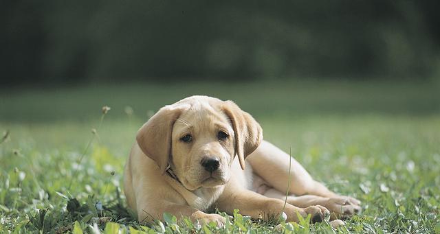 家里面适合养的狗狗有哪些？如何选择适合家庭的犬种？