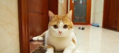 家里小猫太多怎么办？如何有效管理多只猫咪？