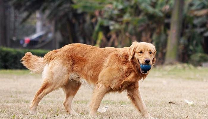 金毛犬拉血用什么药？如何正确选择治疗方案？