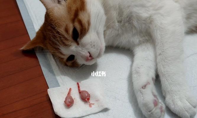 绝育公猫会咬死小猫吗？如何防止这种情况发生？