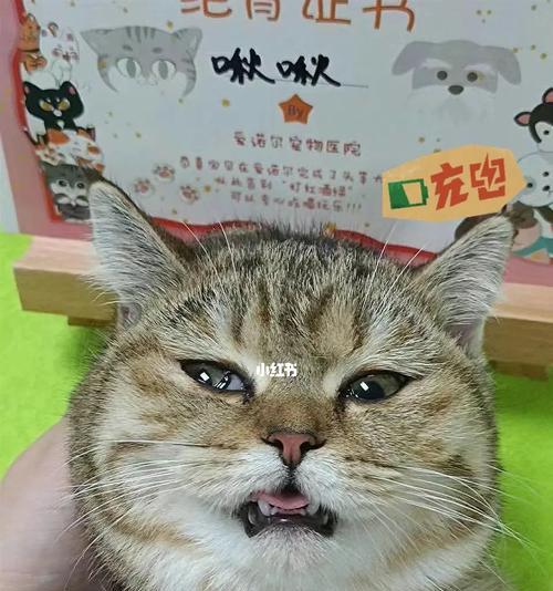 绝育后猫咪鼻头干燥怎么办？可能的原因和解决方法是什么？