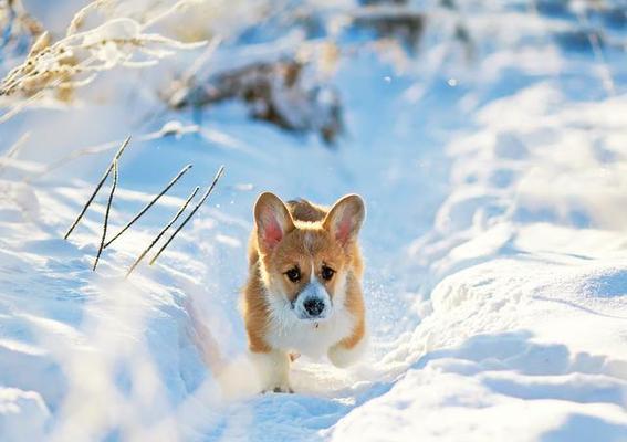 柯基犬平时应该吃些什么？营养需求如何满足？