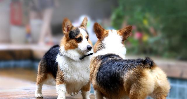 柯基犬属于什么品种？了解柯基犬的分类和特点？