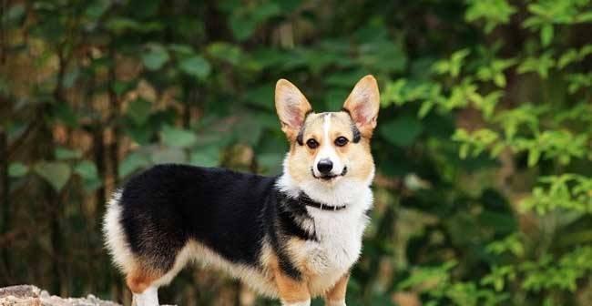 柯基犬怎么样的好看？如何挑选外观优美的柯基犬？