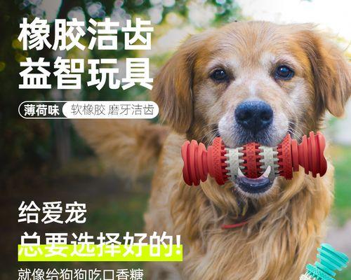 科基犬吐了是什么原因？如何处理科基犬呕吐问题？