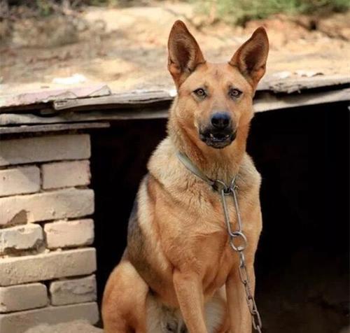 昆明犬性格怕人怎么办？如何训练克服恐惧？