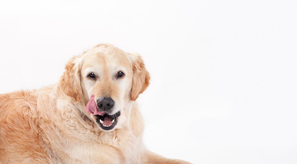 老年狗不吃饭怎么办？如何解决老年犬食欲不振问题？