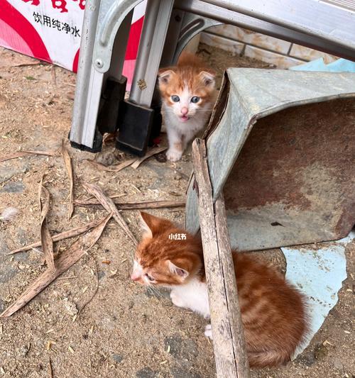 两个月大的猫咪大便臭怎么办？可能的原因有哪些？