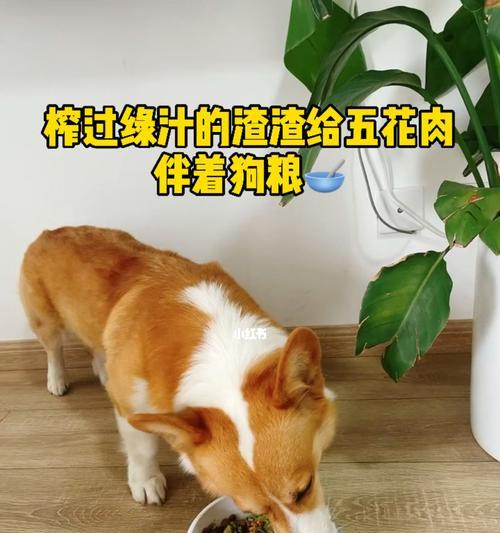 两款狗粮混吃安全吗？混吃狗粮的正确方法是什么？