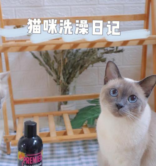 两月龄猫咪能洗澡吗？洗澡的正确时机和方法是什么？