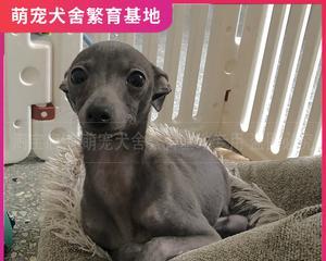 灵提犬体重下降怎么办？如何确保其健康增重？