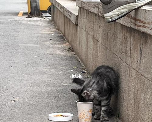 流浪小猫带回家的正确方法是什么？需要注意哪些问题？