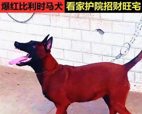 马犬一次应该吃多少狗粮？喂食量的正确计算方法是什么？