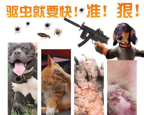 猫打架受伤用什么药？如何正确处理宠物伤口？