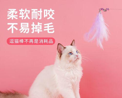 猫带铃铛有什么讲究？是否真的对猫有好处？