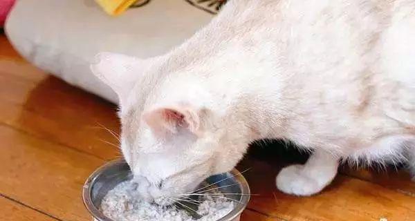 猫得尿结石怎么灌水？有效方法和注意事项是什么？