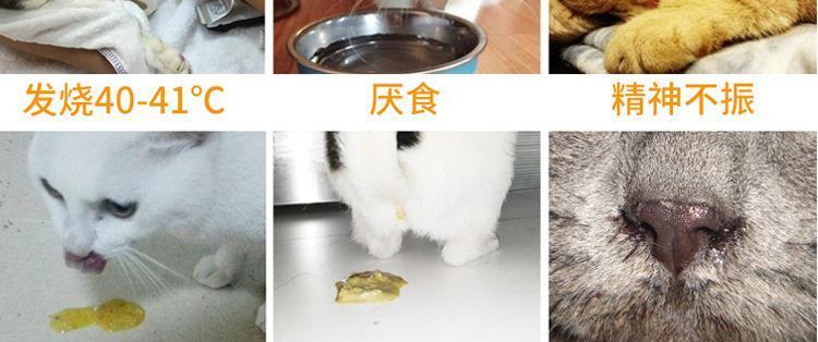 猫的弓形虫检测需要抽血吗？抽血过程是怎样的？