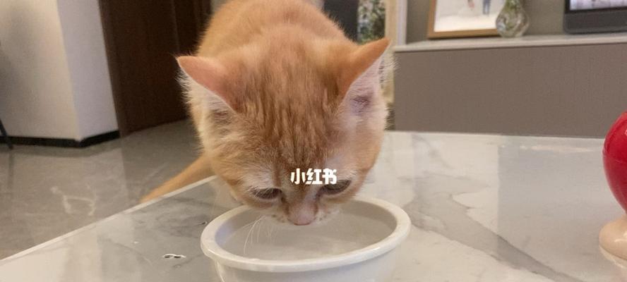 猫冬天不喝水怎么办？如何确保猫咪冬季健康饮水？