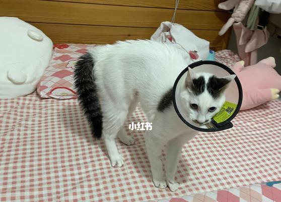 猫生小猫需要多长时间？常见问题解答