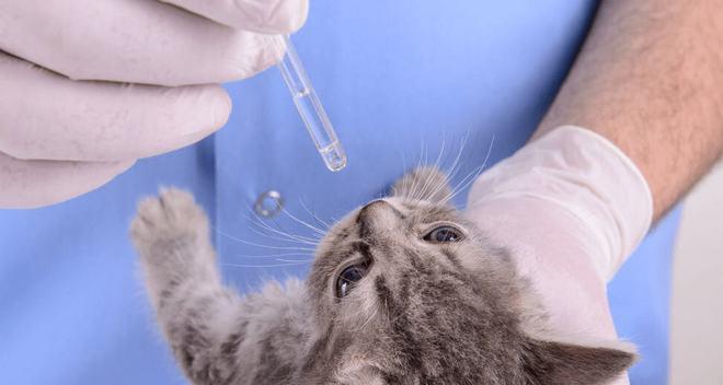 猫肝不好时应该选择哪些食物？如何通过饮食改善猫咪肝脏健康？