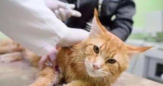 猫孩子生了怎么照顾？新生小猫的护理要点有哪些？