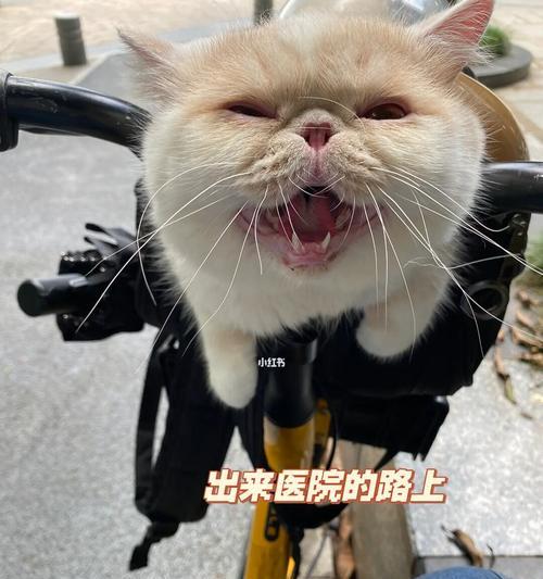 猫换肠子是什么情况？如何判断和处理？