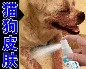 猫脚发炎了用什么药？如何正确处理宠物的脚部炎症？