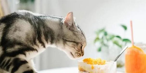 猫两天没吃饭怎么办？如何判断猫咪食欲不振的原因和解决方法？